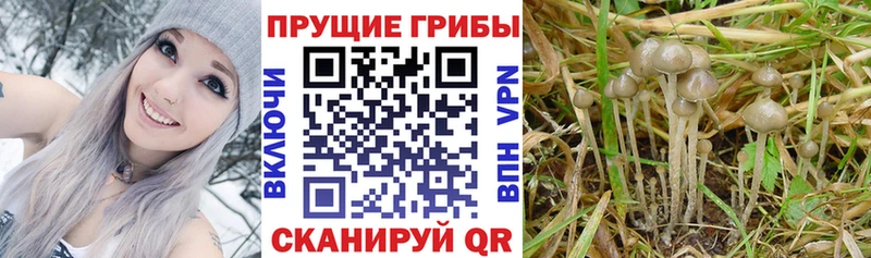 Псилоцибиновые грибы Psilocybine cubensis  Павлово 